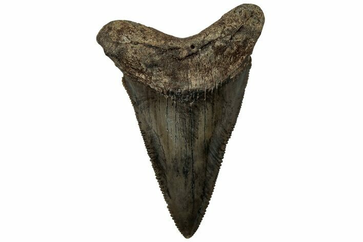 Serrated Angustidens Tooth - Megalodon Ancestor #313758